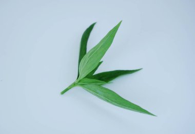 Beyaz arkaplanda yeşil yaprak