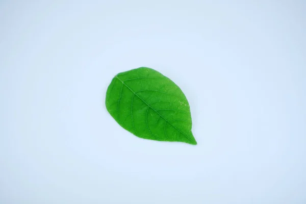 Green Leaf White Background — Stock Photo, Image