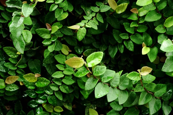 Zelená Rostlina Venkovní Zahrada List Strom Letní Pozadí — Stock fotografie
