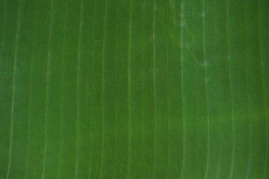 yakın çekim yeşil yaprak arka planı için