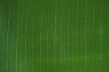 yakın çekim yeşil yaprak arka planı için