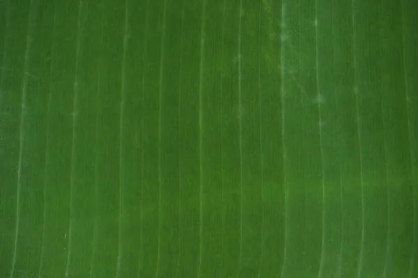 Primer Plano Hoja Verde Para Fondo — Foto de Stock