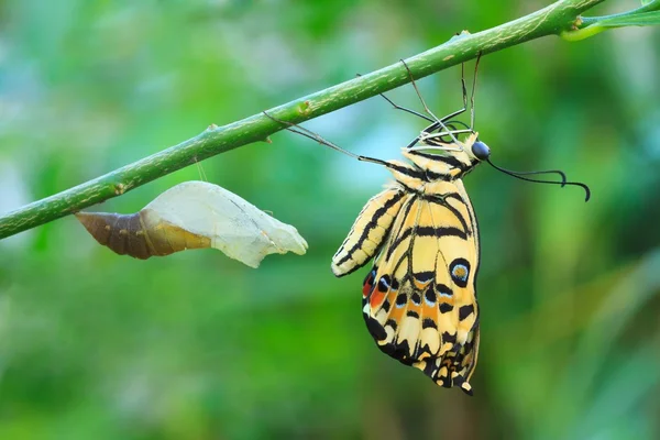 Lime butterfly — Stock Photo, Image