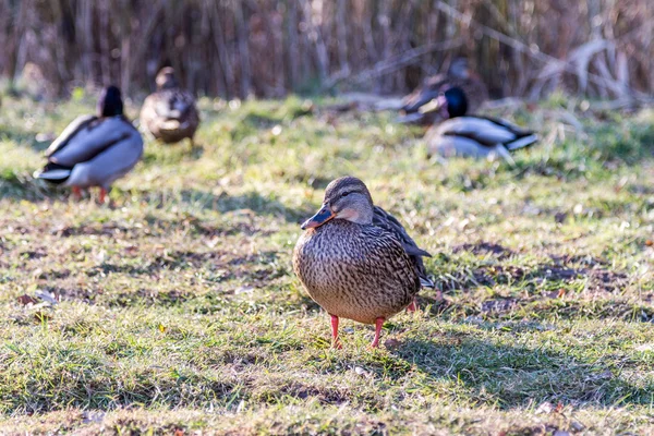 Duck — Stock Photo, Image