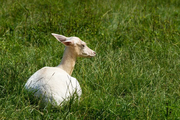 Albino Deer — Stock Photo, Image