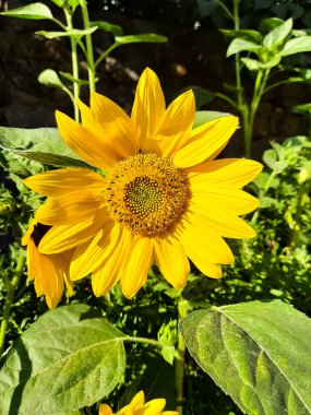 Yakından yeşil yapraklı ayçiçeği. Yaz zamanı..