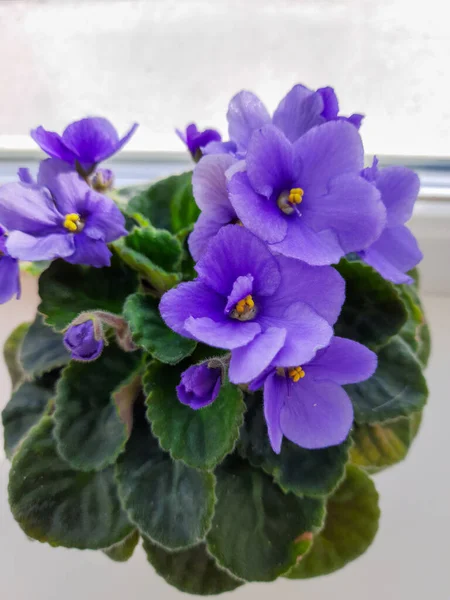 Violetas Púrpuras Una Maceta Ventana Flores Florecientes Plantas Domésticas — Foto de Stock