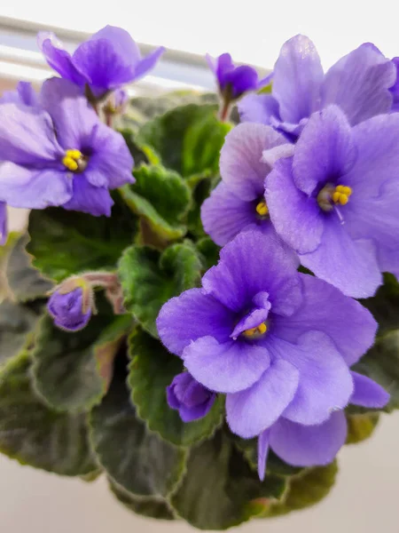 Violettes Violettes Dans Pot Fleurs Sur Fenêtre Fleurs Fleurs Plantes — Photo