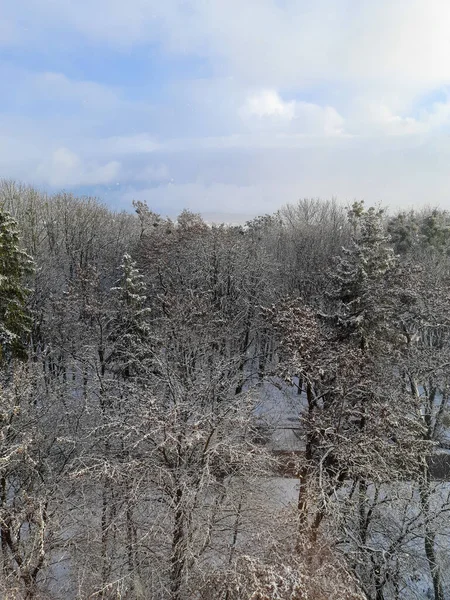Uitzicht Het Park Besneeuwde Bomen Winteruitzicht — Stockfoto