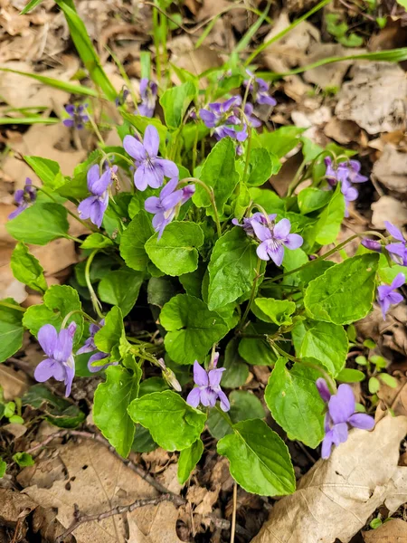 Les Violettes Poussent Dans Parc Fleurs Printanières Sur Sol Printemps — Photo
