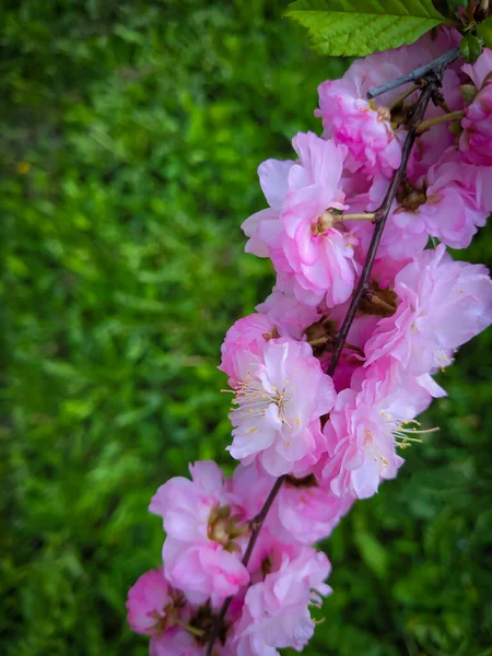 Flowering cherry branch. Pink flowers on a branch. Spring time. — Stock Photo, Image