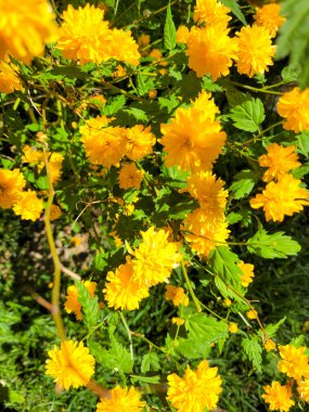 Sarı çiçekli bir arka plan. Yaz zamanı. Çiçek açan bitkiler.