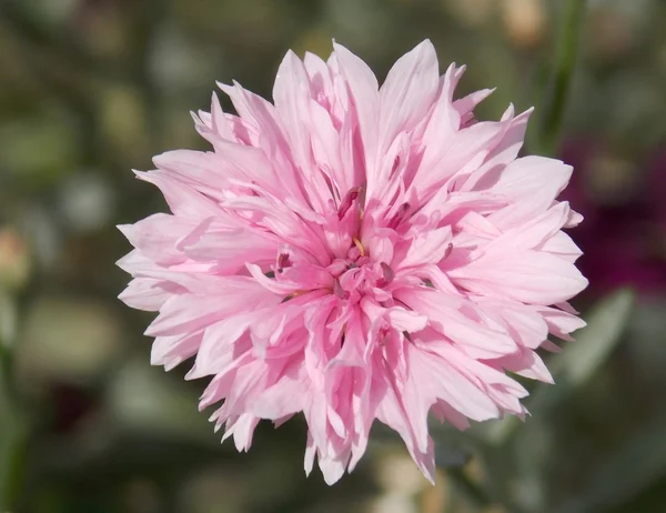粉红色柔软的花 — 图库照片