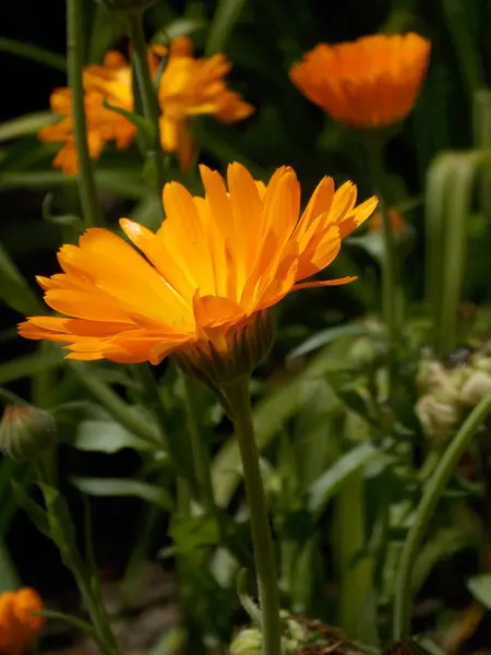Detail der Ringelblume — Stockfoto