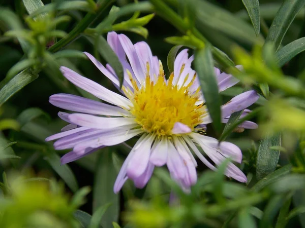 Lila Blume im Gras versteckt — Stockfoto