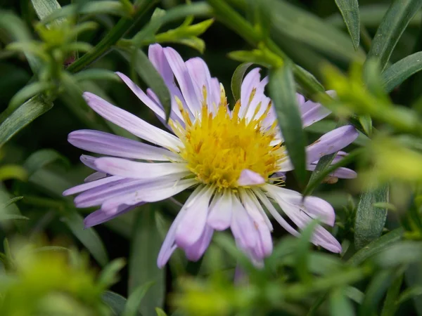 Flor roxa escondida na grama — Fotografia de Stock