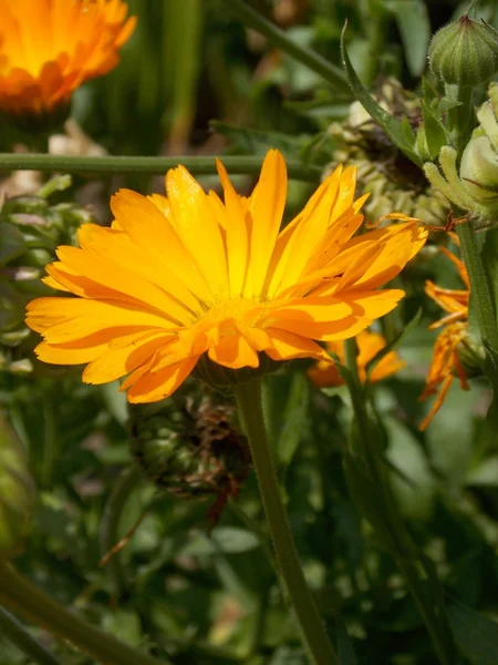 Detail der Ringelblume — Stockfoto