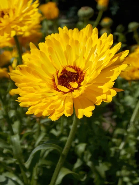 Gelbe Gartenblume — Stockfoto