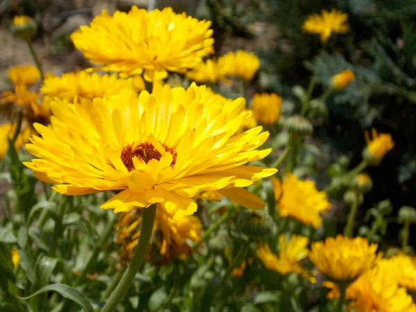 Flores amarelas do jardim — Fotografia de Stock