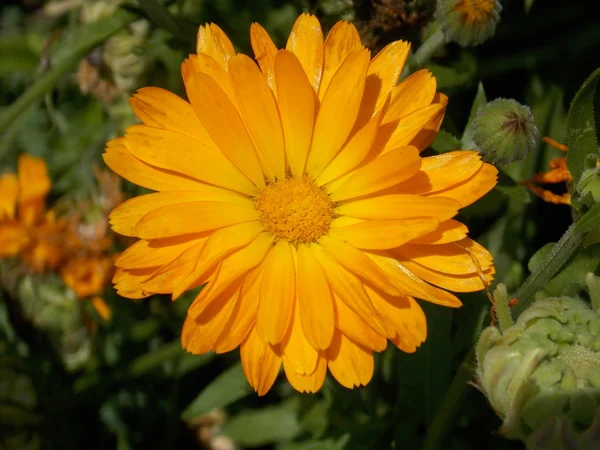Eine große Ringelblume — Stockfoto