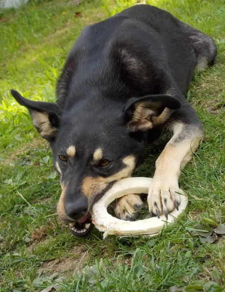 Hond eten bot — Stockfoto