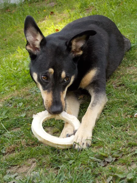 Hond eten circulaire bot — Stockfoto