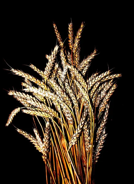Golden grain — Stock Photo, Image