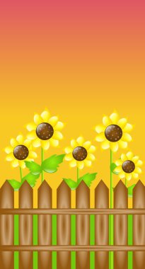 Ayçiçeği günbatımı içinde