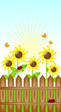 Ayçiçeği güzel gününde