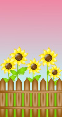 Ayçiçeği günbatımı içinde