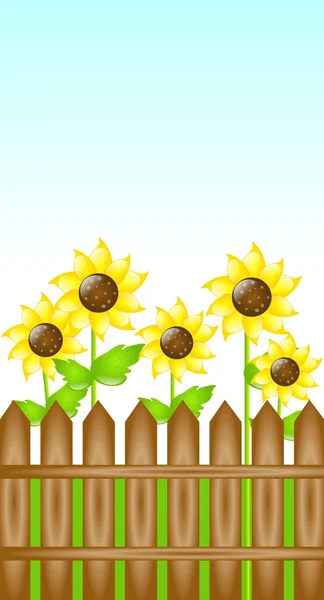 Zonnebloemen in dag — Stockfoto