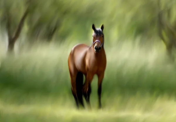 Pferd im Park — Stockfoto