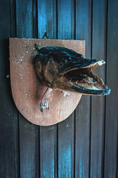 Trofee Van Gevulde Vis Snoek Opknoping Muur — Stockfoto