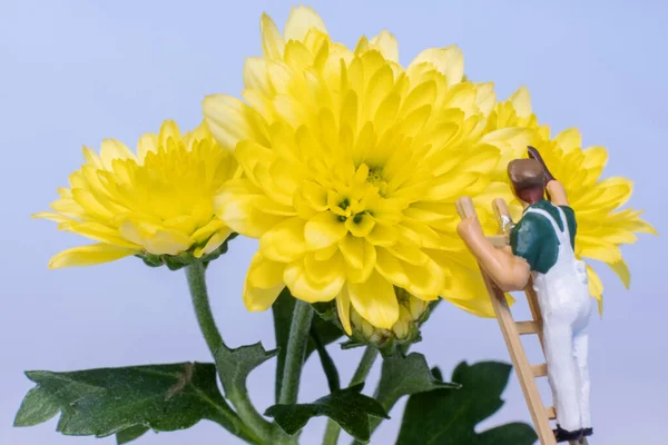 黄色の花に取り組んでいるミニチュアの人々の閉鎖 — ストック写真