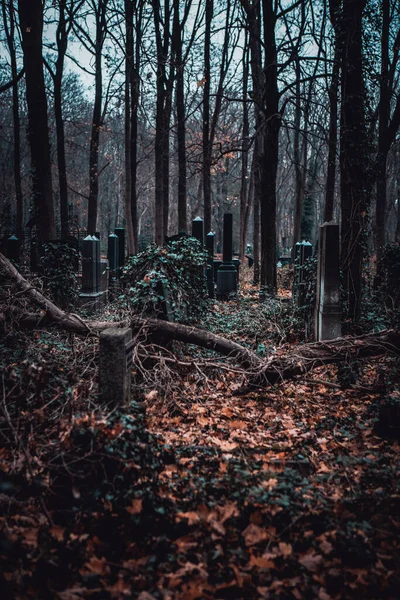 Vechi Cimitir Evreiesc Abandonat Într Pădure — Fotografie, imagine de stoc