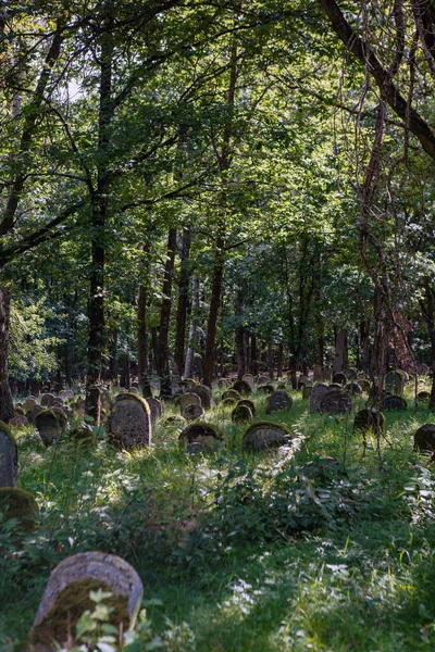 Alter Verlassener Jüdischer Friedhof Wald — Stockfoto