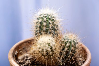 Mavi arka planda bir tencerede kaktüsün yakın çekimi