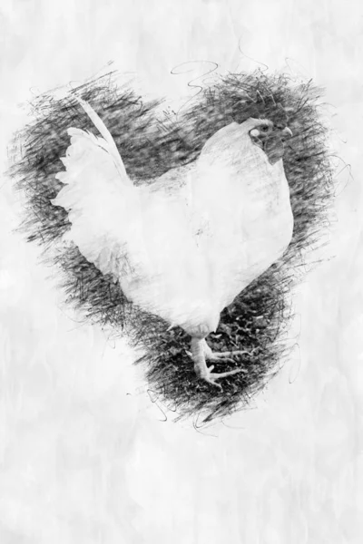 鉛筆画のスタイルで屋外の白い鶏 — ストック写真