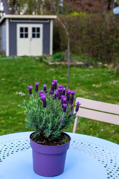 Stol Och Bord Med Lavendel Trädgård — Stockfoto