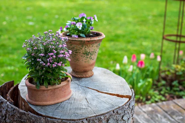 Houten Terras Met Bloempotten Tuin — Stockfoto