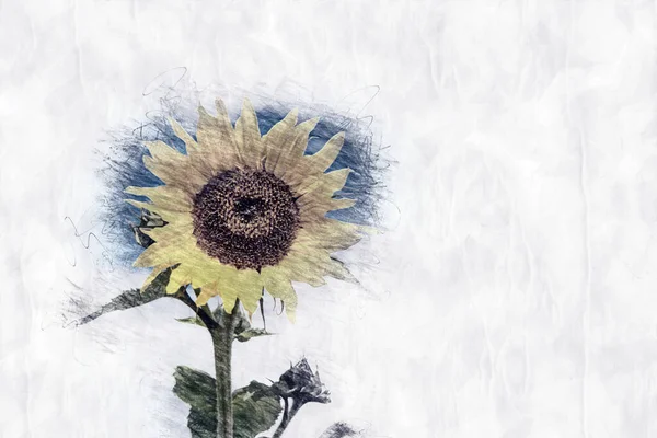 Yellow Sunflower Pencil Drawing Style — 스톡 사진