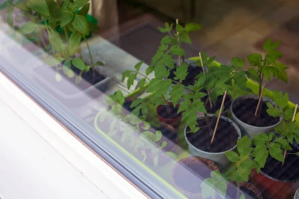 Nahaufnahme Von Töpfen Mit Verschiedenen Setzlingen Auf Der Fensterbank — Stockfoto