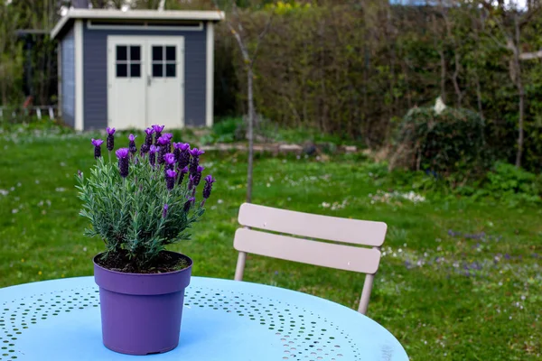 Stol Och Bord Med Lavendel Trädgård — Stockfoto