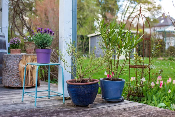 Holzterrasse Mit Blumentöpfen Und Garten — Stockfoto