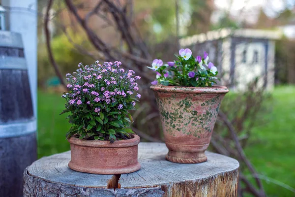 Blomma Krukor Ett Träd Stubbe Trä Terrass Och Trädgård — Stockfoto