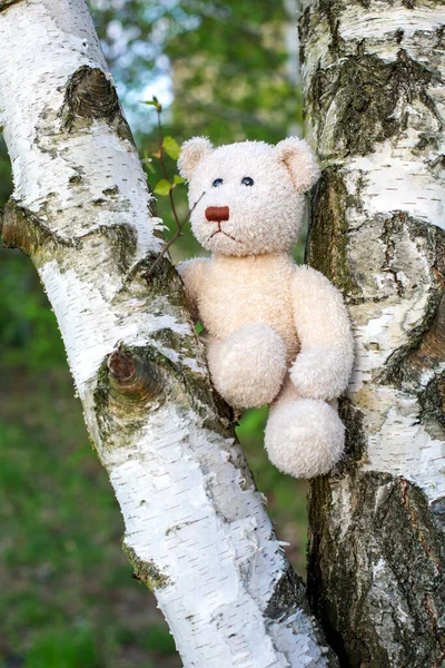 Cute White Teddy Bear Sitting Tree — Stock fotografie