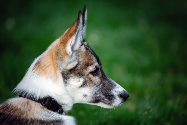 Retrato Cachorro Pequeno Cão Husky — Fotografia de Stock
