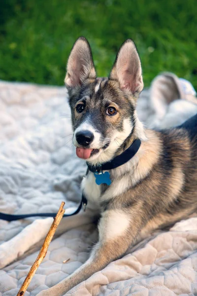 portrait of small puppy husky dog on a blanket