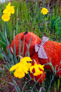Büyük kahverengi ayıcık yeşil çimlerde yatıyor.