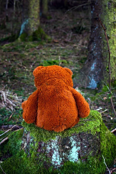 Belakang Sebuah Boneka Beruang Coklat Besar Duduk Tunggul Pohon Hutan — Stok Foto